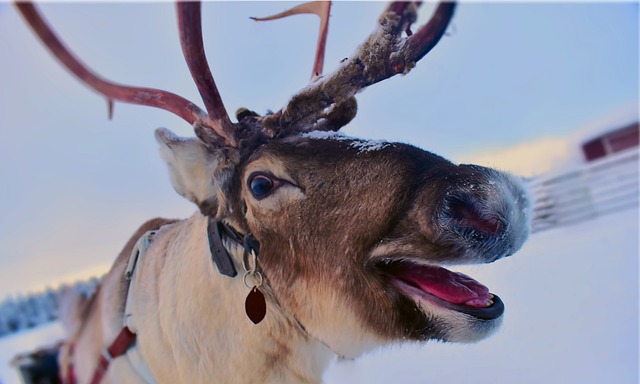 ethical reindeer tour tromso